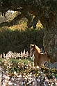 3) Cavallino alla Giara di Gesturi (40D_6326_1rid)